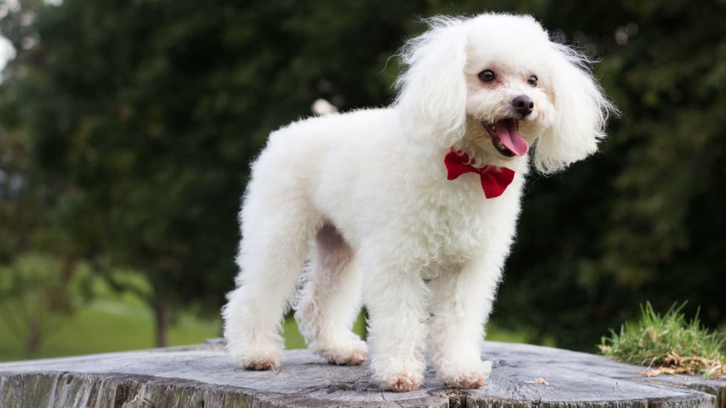 Do Poodles Shed Their Puppy Coat