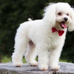 Do Poodles Shed Their Puppy Coat