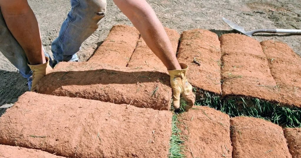 When to Fertilize New Sod