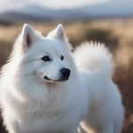 American Eskimo Dog Colors