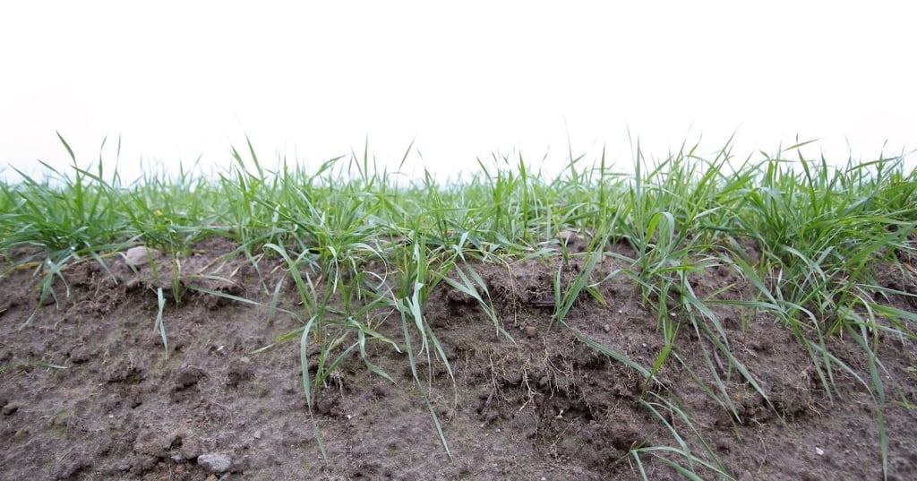 Healthy Soil