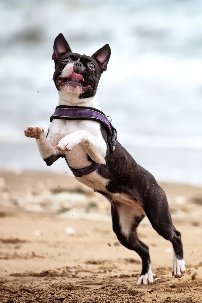 Boston Terrier Dog