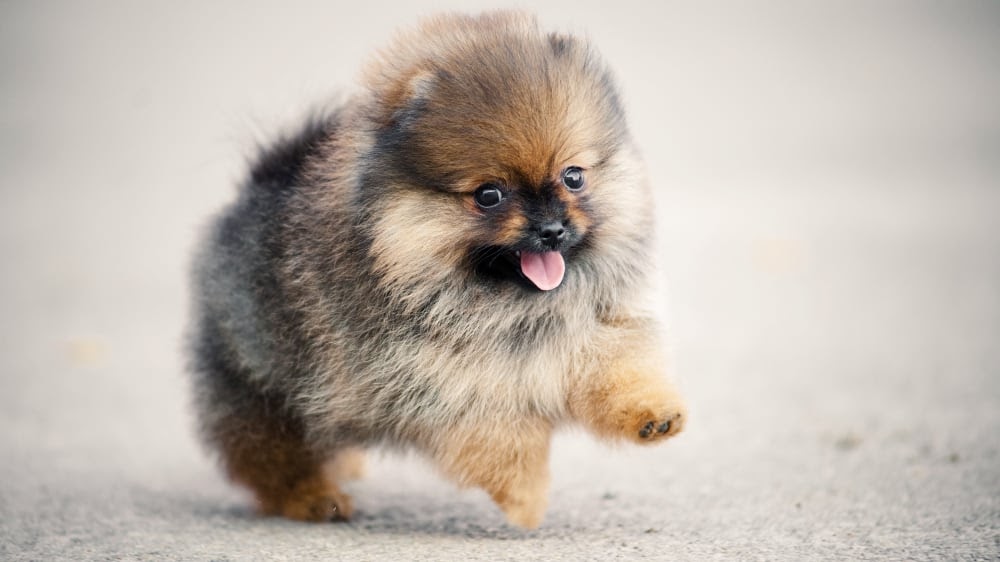 Cute Pomeranian Puppy Running