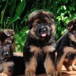 German Shepherd Puppies