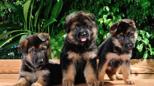 German Shepherd Puppies