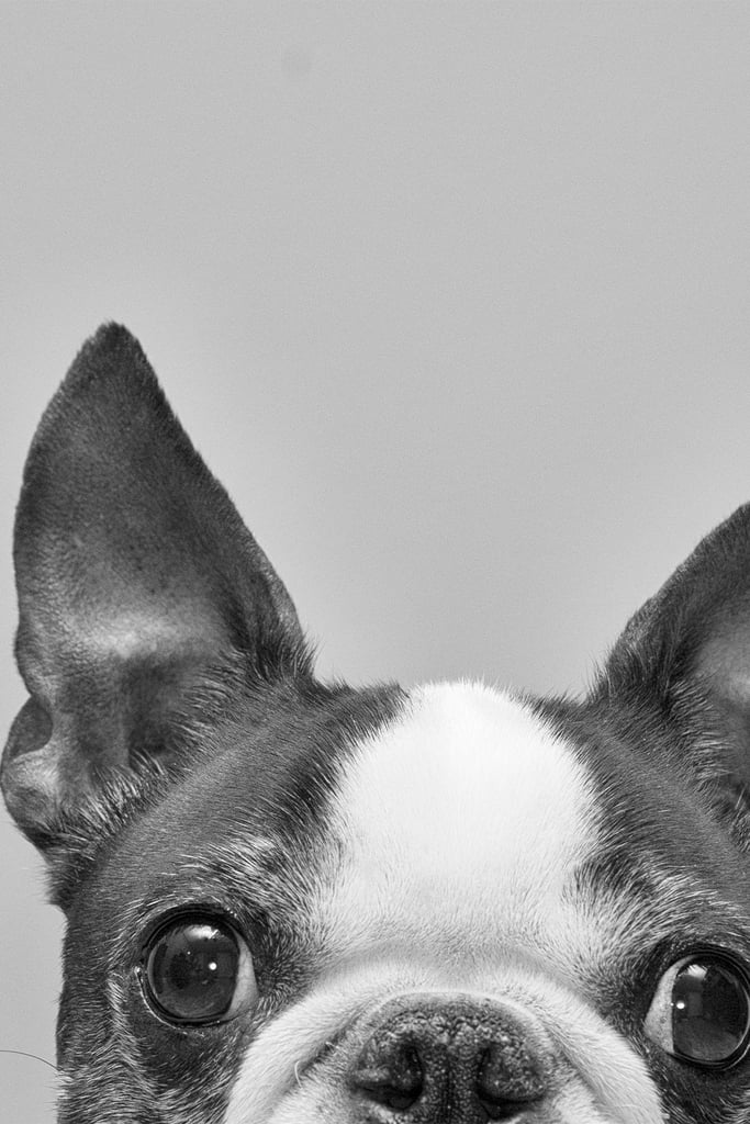 Boston Terrier Funny Faces