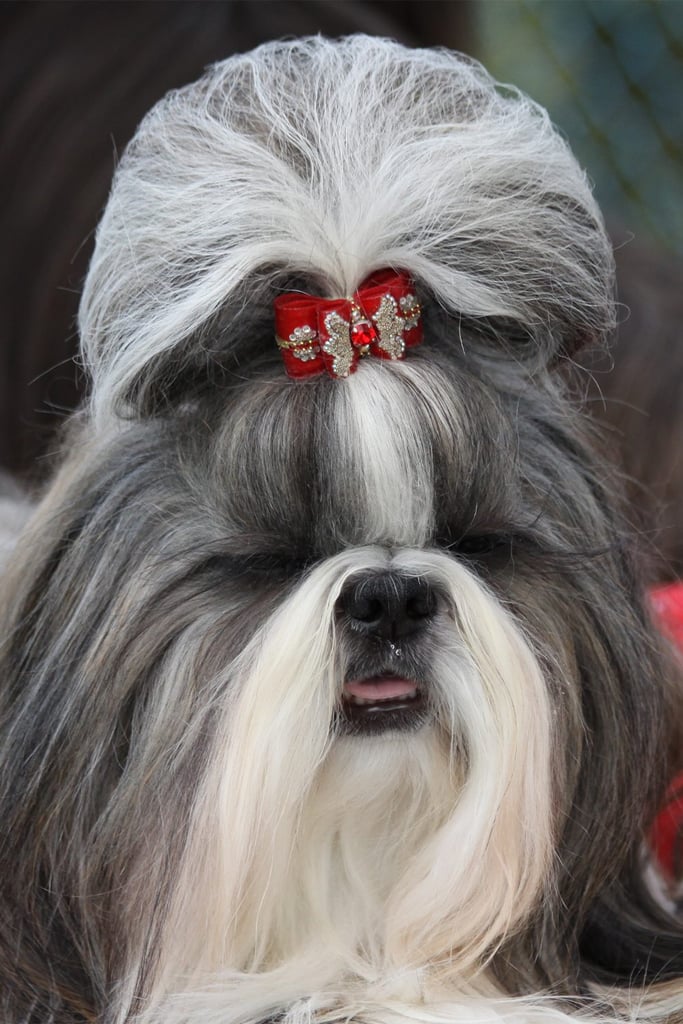 Shih Tzu Grooming