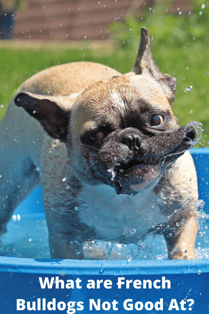What are French Bulldogs Not Good At