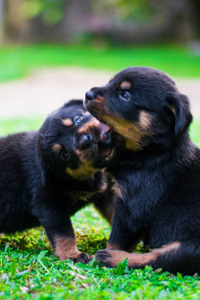 Baby Rottweiler Puppies