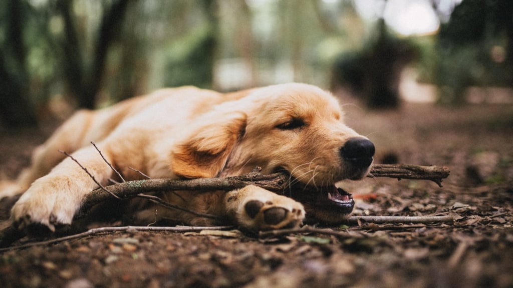 Is it normal for a golden retriever puppy to be aggressive