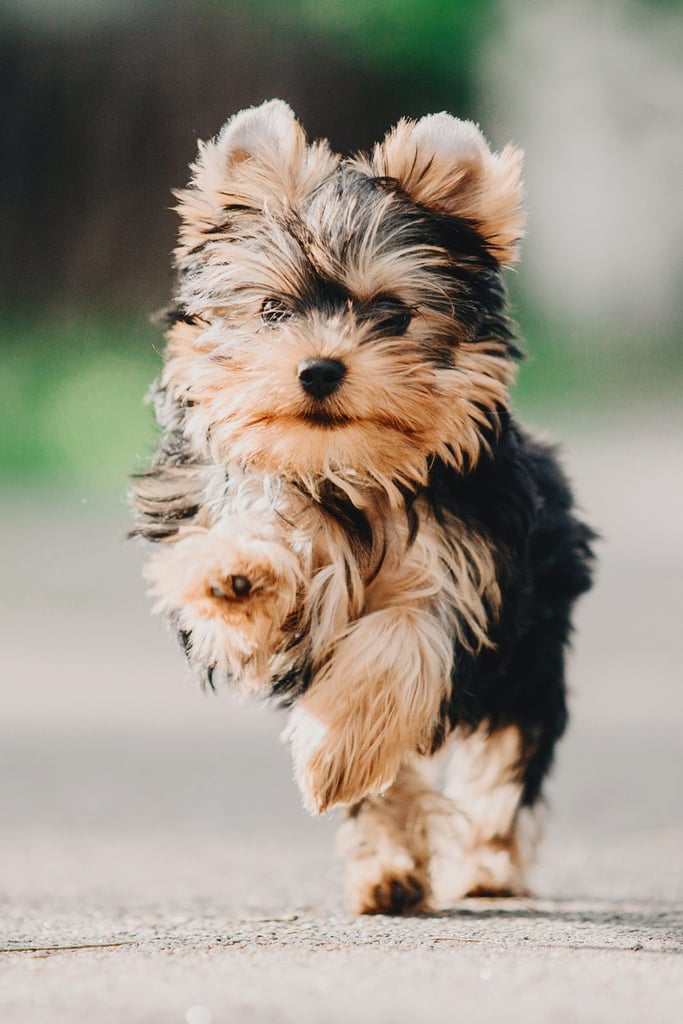 Yorkshire Terrier Exercise