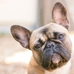 French Bulldogs