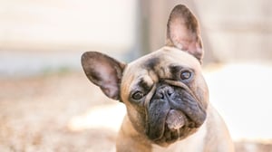 French Bulldogs