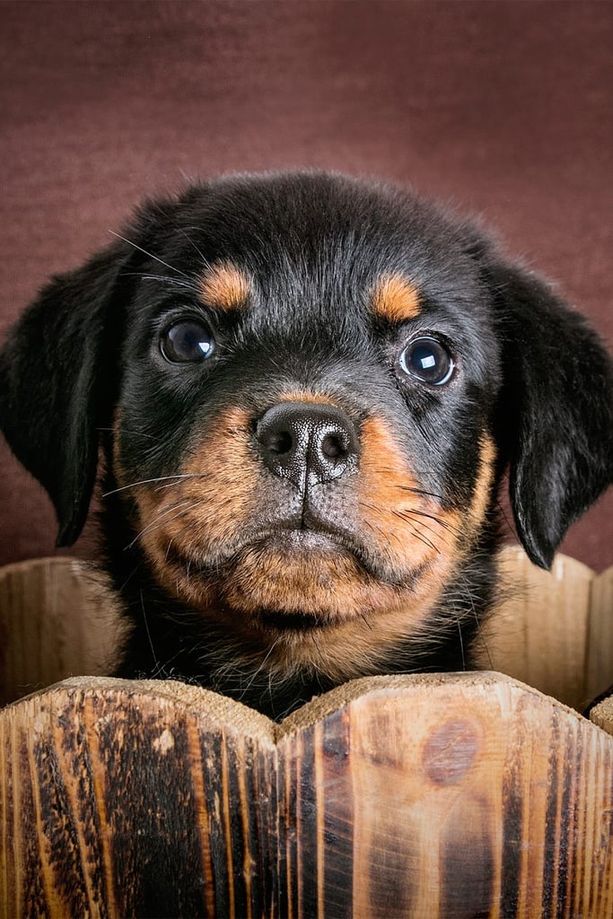 Cute Black Rottweiler Puppy