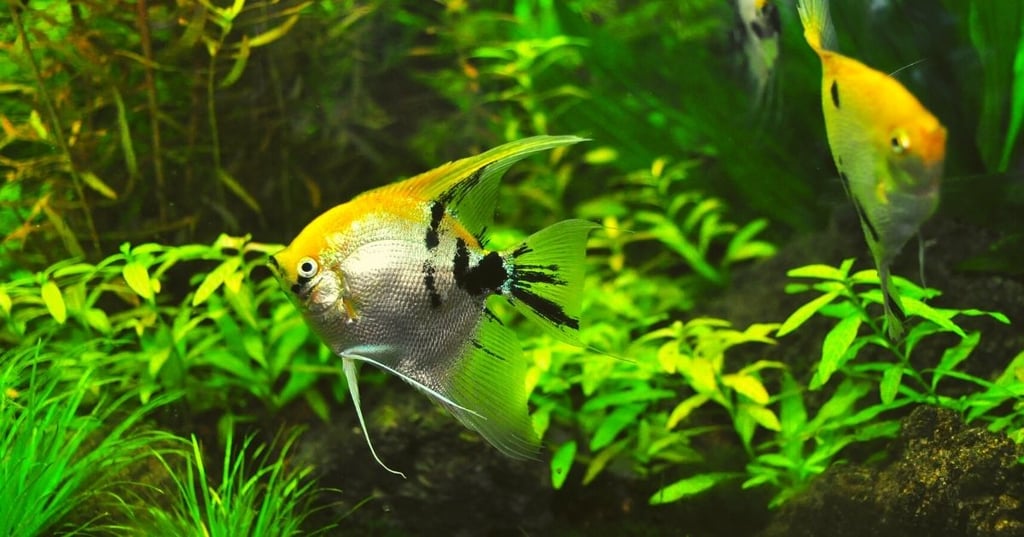 Get adventerous with Your Fish Tank Decorations