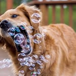 Do Golden Retrievers Bite