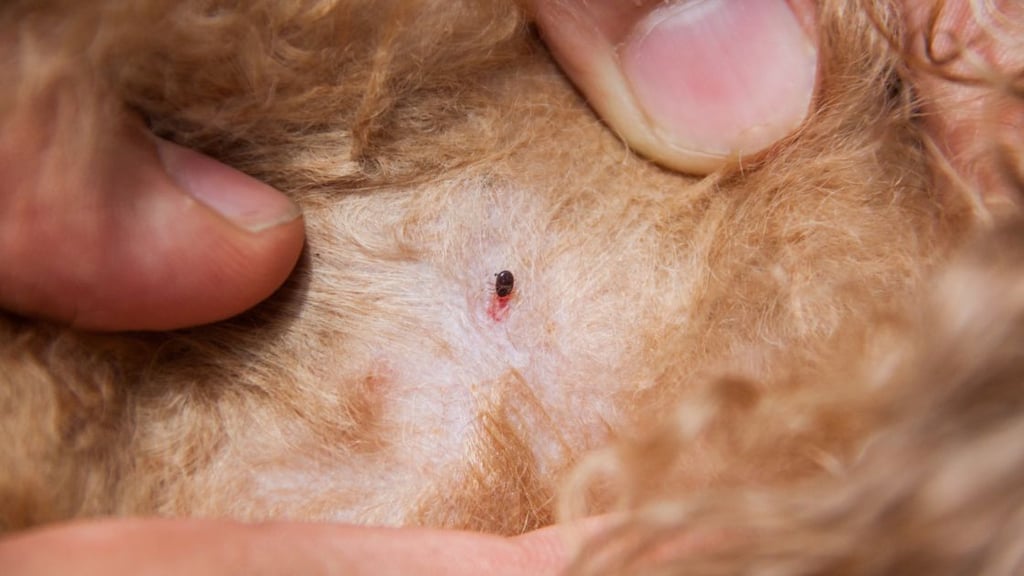 Maintaining a Flea Free Home