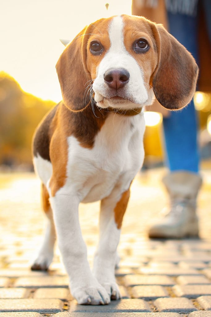 Beagle Dog