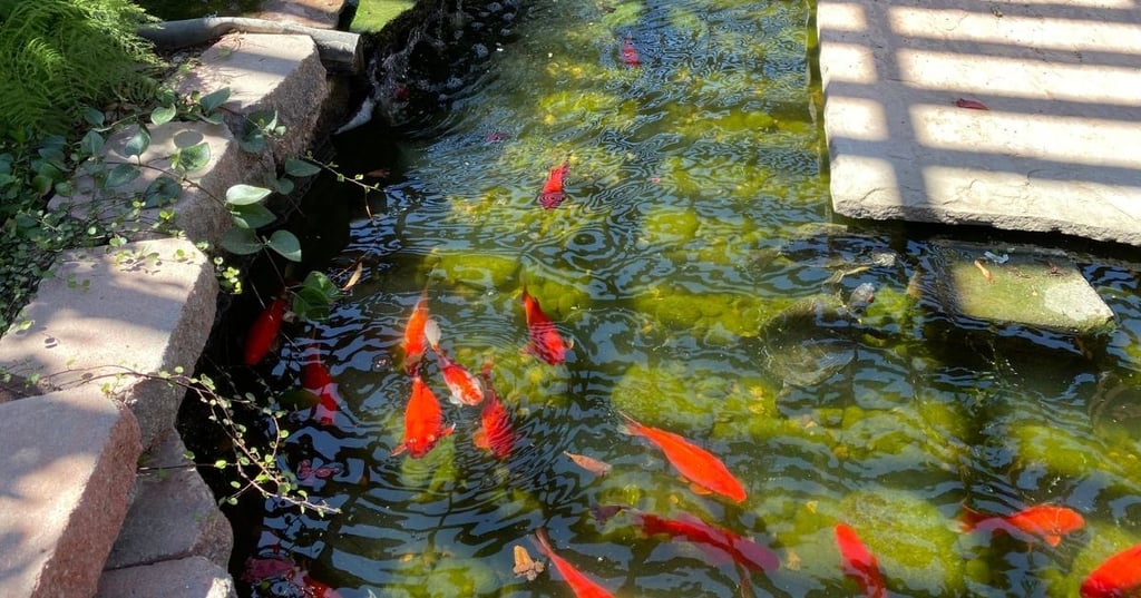 The High Price of a Low Maintenance Pet