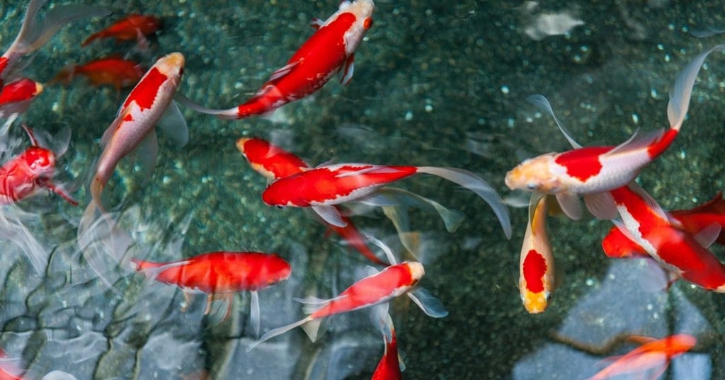 Yes You Can Have a Koi Fish as a Pet