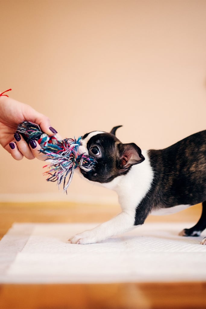 Funny Boston Terrier