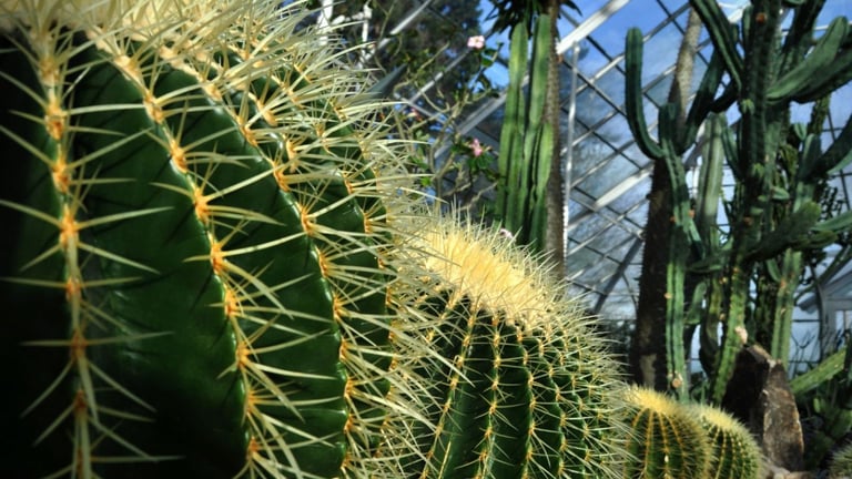 From cacti to succulents Front yard desert landscaping ideas on a budget 1536×864