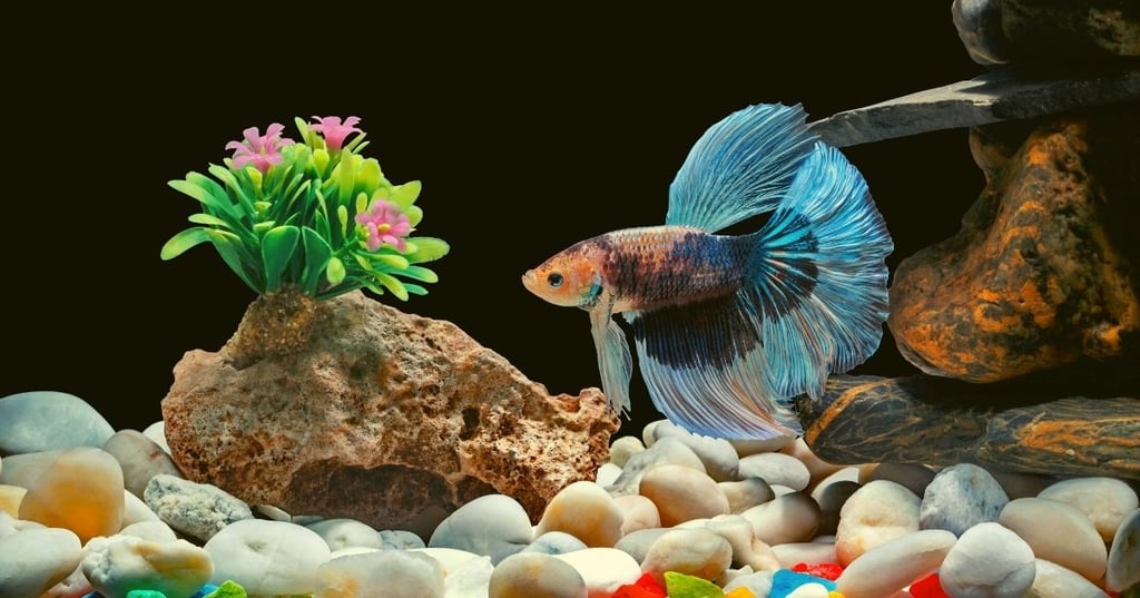 Get Creative With Your Aquarium Decorations