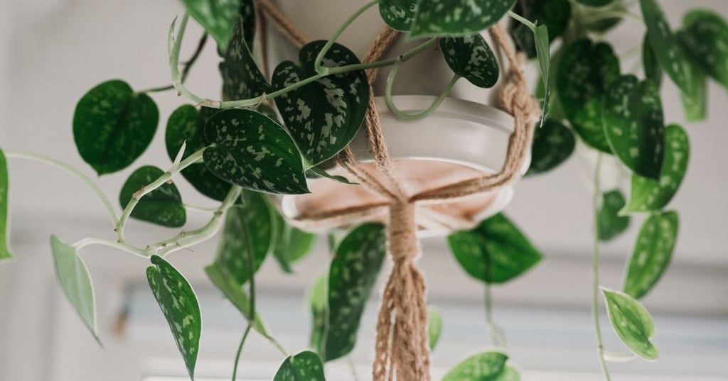 Tips for Choosing the Right Plants for Each Room