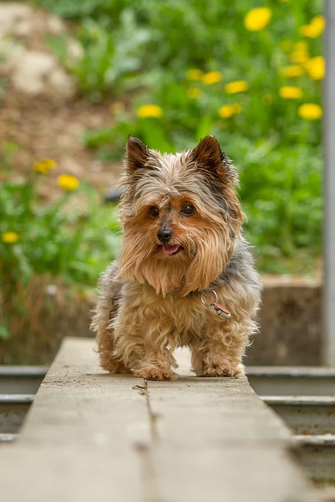 Yorkshire Terrier Long Hair