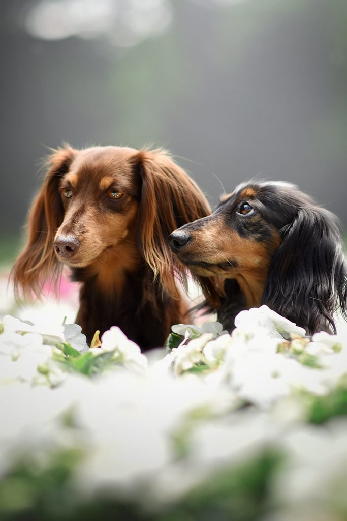 Longhaired Dachshund Dogs