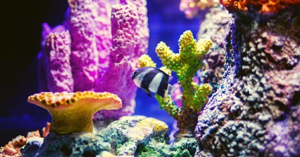 In wall fish tanks peaceful and calming