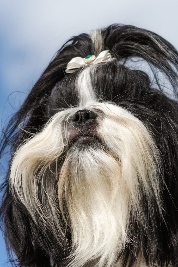 Shih Tzu Haircuts