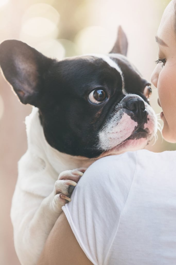 Cute French Bulldog