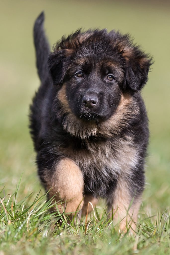 Cute German Shepherd Puppies