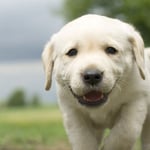 Labrador Puppy