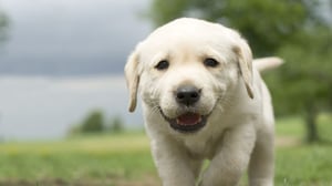 Labrador Puppy