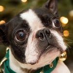 Boston Terrier