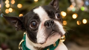 Boston Terrier
