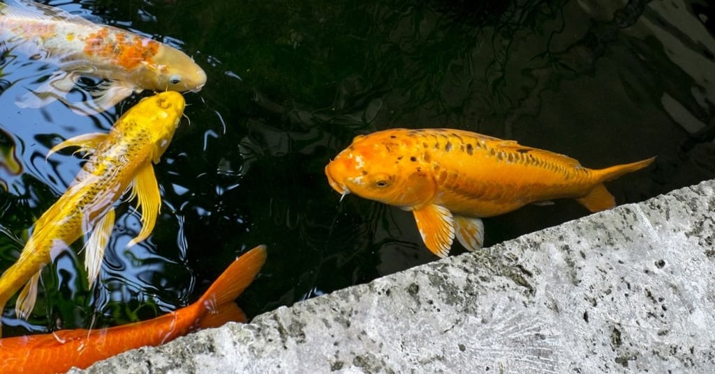 The Beauty of Koi Fish