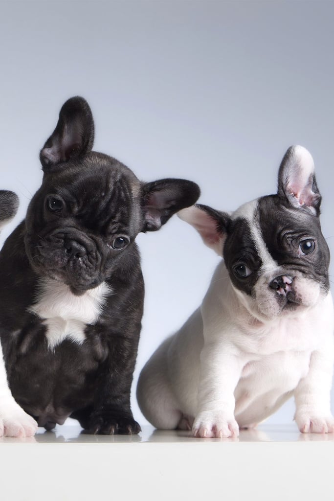 Black and White French Bulldogs