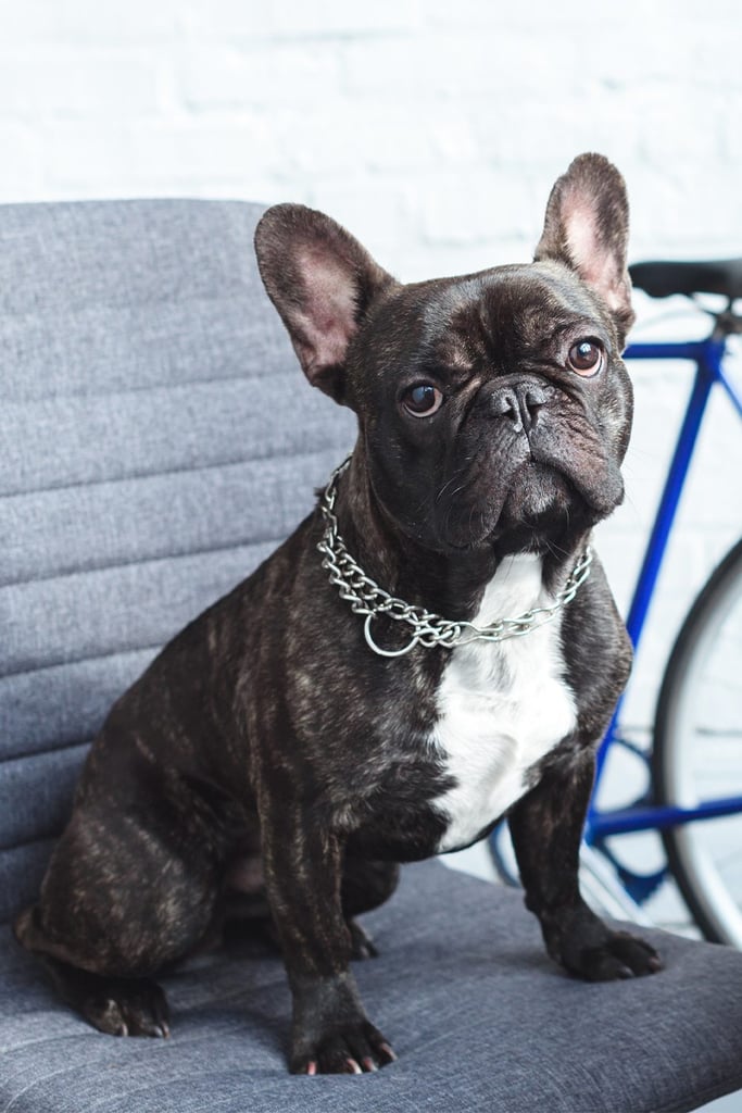 Brindle French Bulldog