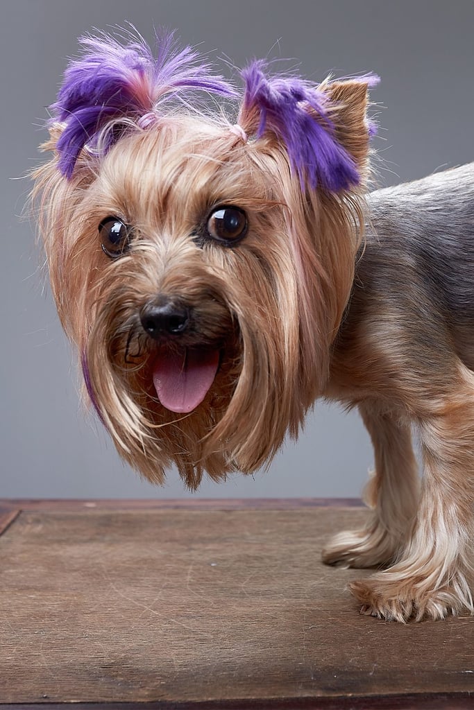 Strange Yorkshire Terrier Haircuts