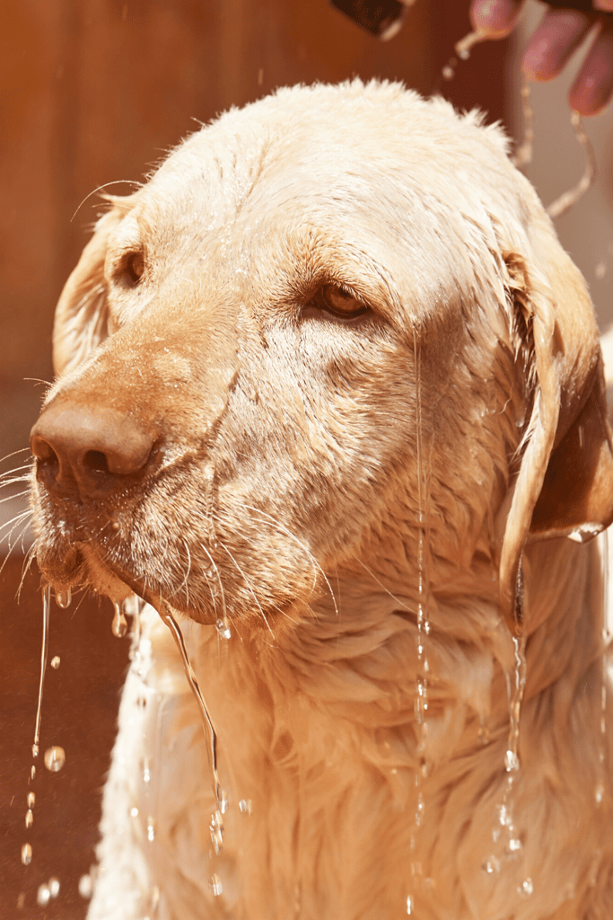 Labrador Retriever Grooming and Care