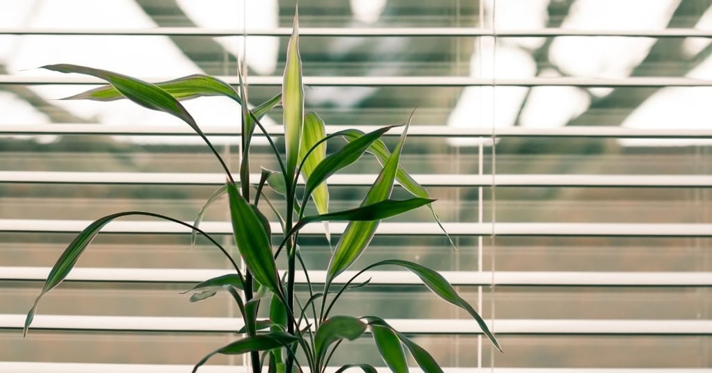 The 5 Different Types of Window Blinds