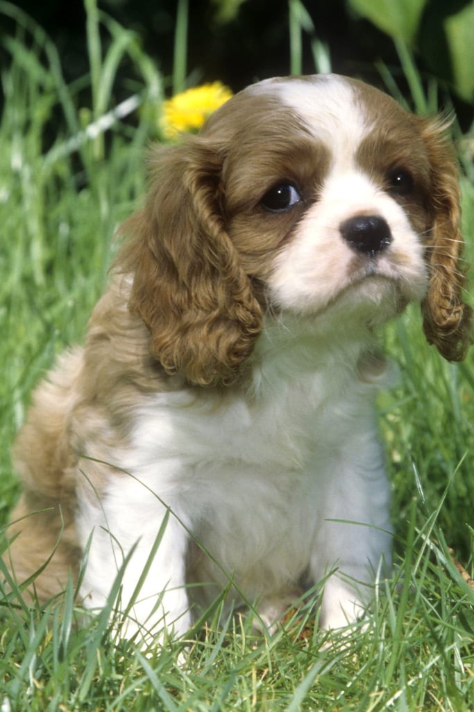 Cute Cavalier Puppies