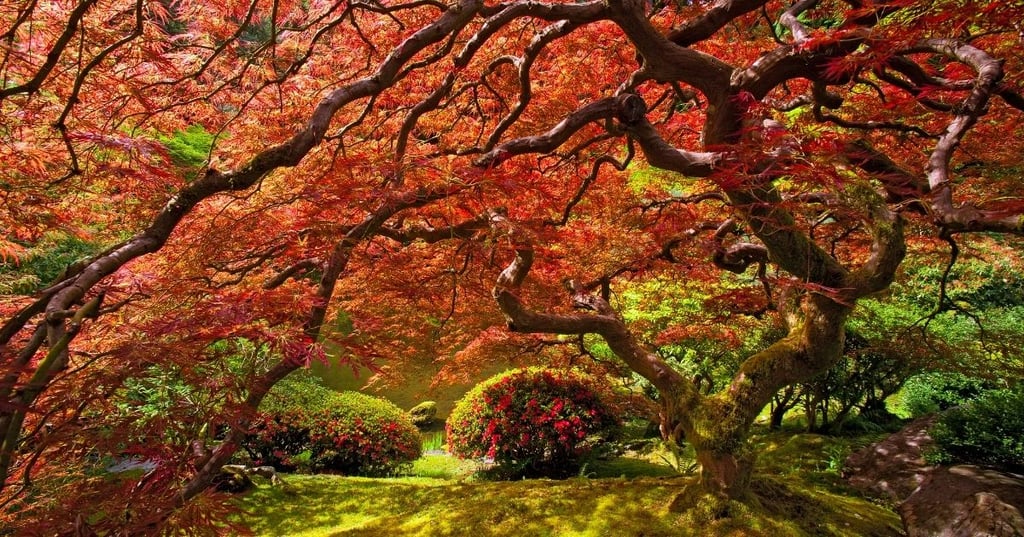Fall in Love with Your Japanese Maple