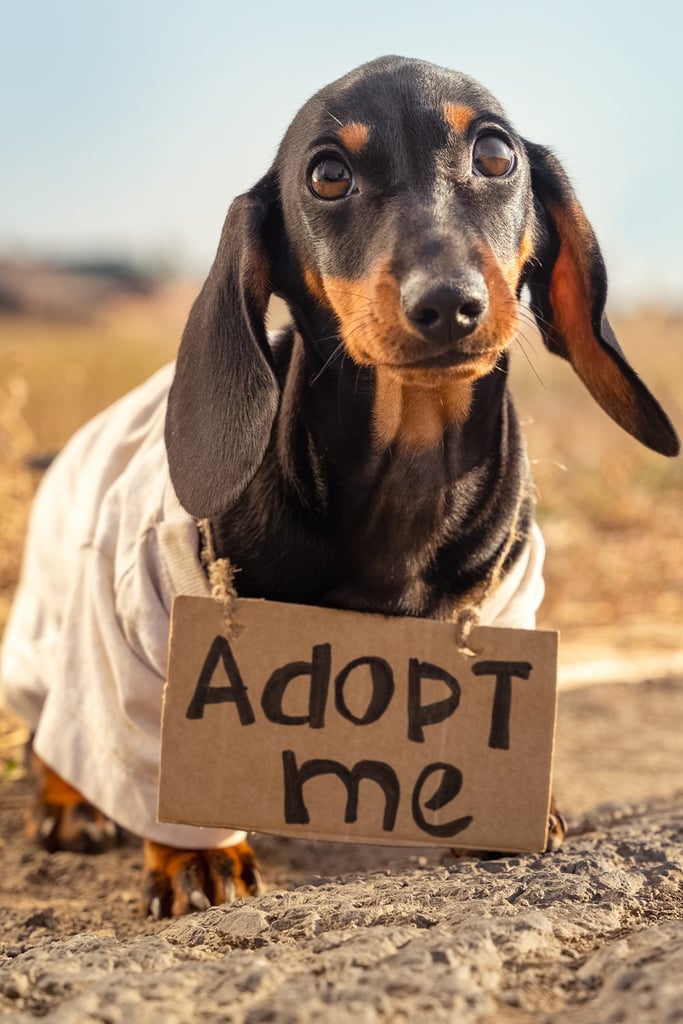 Cute Dachshund Puppies