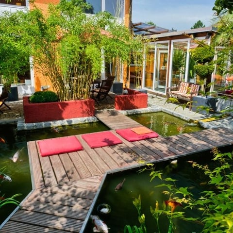 The Koi Fish Conundrum Why are these Fish so Dang Expensive