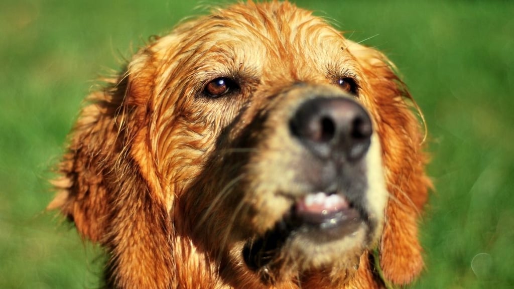Golden Retriever Protect Kids 2