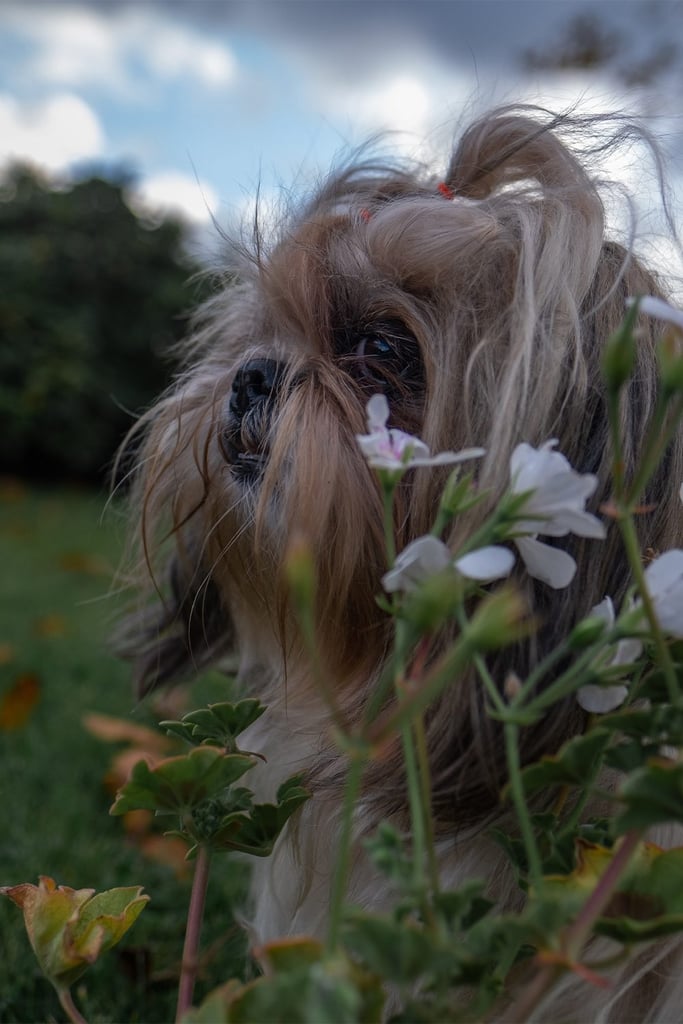 Shih Tzu Outdoors